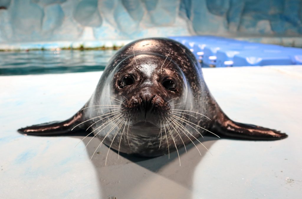 Become a seal sponsor!